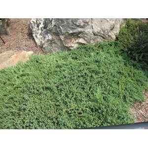 Borievka poliehavá (Juniperus procumbens) ´NANA´  ø 20-40 cm, kont. C2L